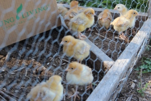 Medium Growth Broiler Chicks